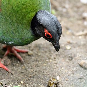 Crested Partridge