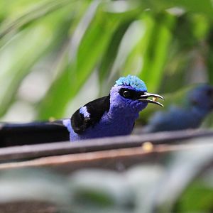 Purple Honeycreeper