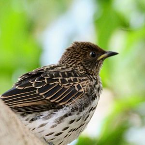 Violet-backed Starling