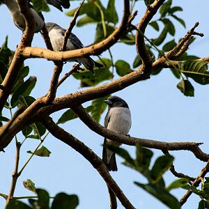 White-breasted Woodswallow