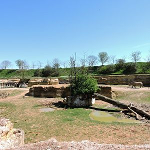 Black rhino exhibit - Vallée des rhinocéros [2015]