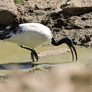 African sacred ibis - Vallée des rhinocéros [2015]
