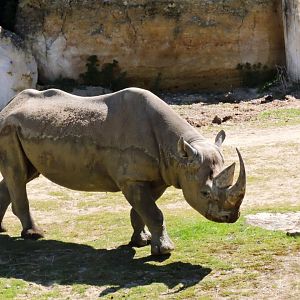Black rhinoceros - Vallée des rhinocéros [2015]