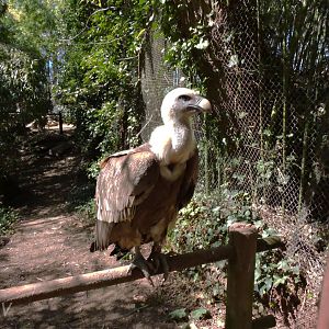 Griffon vulture [2015]