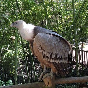 Griffon vulture [2015]