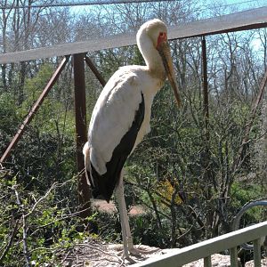 Yellow-billed stork - Sanctuaire des okapis [2015]