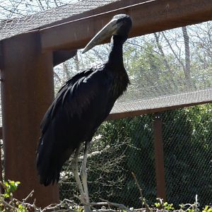 African openbill - Sanctuaire des okapis [2015]