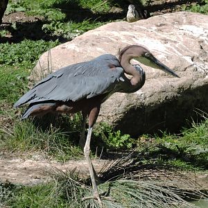 Goliath heron - Sanctuaire des okapis [2015]