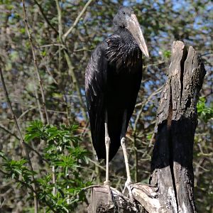 African openbill - Sanctuaire des okapis [2015]