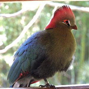 Fischer's turaco - Sanctuaire des okapis [2015]