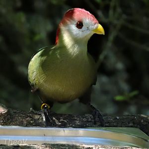 Red-crested turaco - Sanctuaire des okapis [2015]