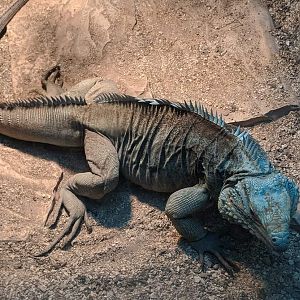 Grand Cayman blue iguana (Cyclura lewisi)