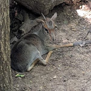 Smith's dik-dik (Madoqua smithii)