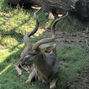 Greater kudu (Strepsiceros sp.)