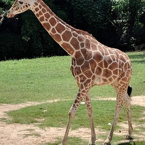 Reticulated giraffe (Giraffa reticulata)