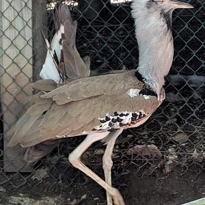 Kori bustard (Ardeotis kori)