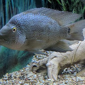 Rio Grande Cichlid (Herichthys cyanoguttatus)