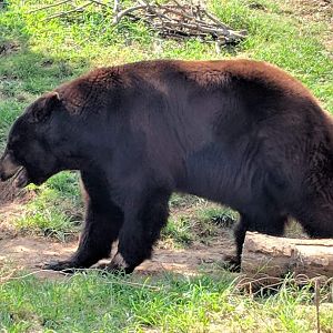 American black bear (Ursus americanus)