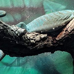 Emerald tree monitor (Varanus prasinus)