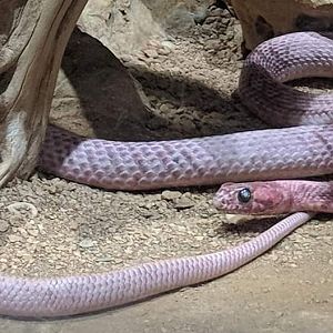 Western coachwip (Masticophis flagellum testaceus)