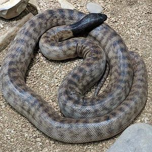 Black headed python (Aspidites melanocephalus)