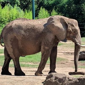 African bush elephant (Loxodonta africana)