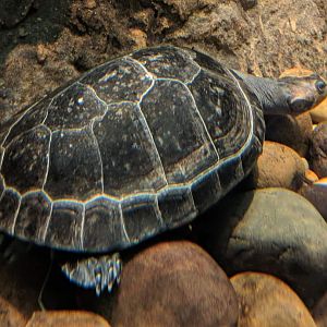 Yellow spotted amazon river turtle (Podocnemis unifilis)