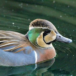 Baikal Teal