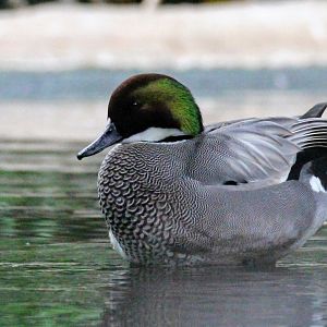Falcated Teal