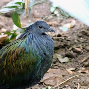 Nicobar Pigeon