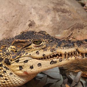 Cuban Crocodile