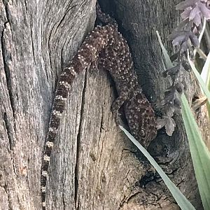 Prickly Gecko