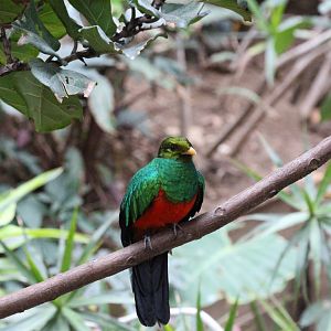 Golden-headed Quetzal