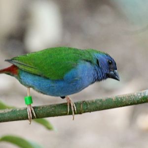 Tricolored Parrotfinch