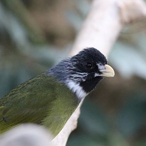 Collared Finchbill