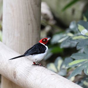Red-capped Cardinal