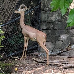 Southern gerenuk (Litocranius walleri)