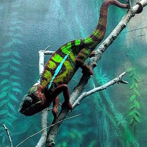 Panther chameleon (Furcifer pardalis)