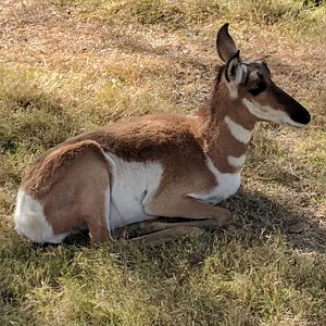 Peninsular pronghorn (Antilocapra americana Peninsularis)