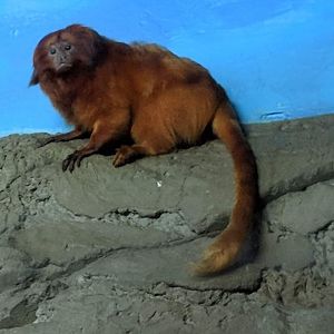 Golden lion tamarin (Leontopithecus rosalia)
