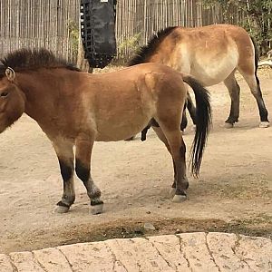 Przewalski's horse (Equus przewalskii)