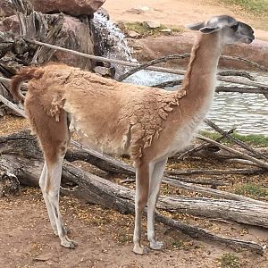 Guanaco (Lama guanicoe)