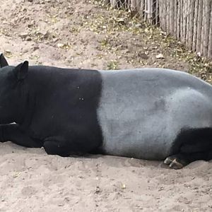 Malayan tapir (Acrocodia indica)