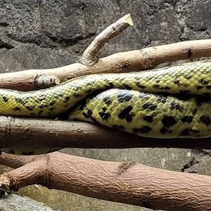 Yellow/Paraguayan anaconda (Eunectes notaeus)