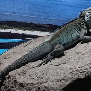 Grand Cayman blue iguana (Cyclura lewisi)