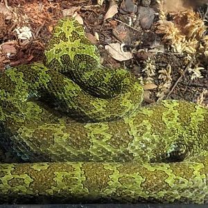 Mangshsn pit viper (Protobothrops mangshanensis)