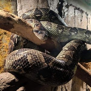 Madagascar tree boa (Sanzinia madagascariensis)