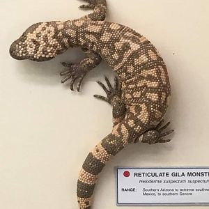 Reticulate gila monster (Heloderma suspectum suspectum)
