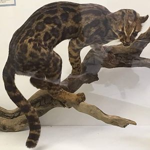 Colombian oncilla (Leopardus tigrina emerita)