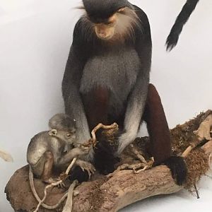 Red shanked douc langur (Pygathrix nemaeus)